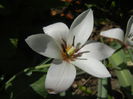 Tulipa Peppermint Stick (2015, April 17)