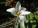 Tulipa Peppermint Stick (2015, April 17)