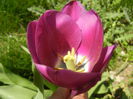 Tulipa Purple Flag (2015, April 17)