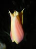 Tulipa Blushing Lady (2015, April 17)