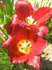 Tulipa Pacific Pearl (2015, April 17)