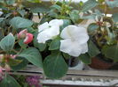 DSCN5449