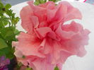 DSCN5454