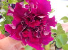 DSCN5455