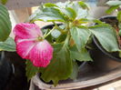 DSCN5383