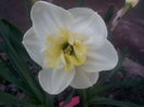 Papillon Blanc