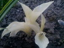 HOSTA White Feather