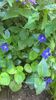 vinca minor