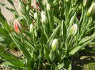 Tulipa Happy Generation (2015, April 17)
