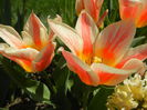 Tulipa Quebec (2015, April 17)