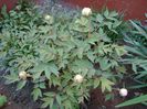 crampeie din gradina (2)