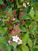 crampeie din gradina (4)