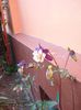 crampeie din gradina (8)