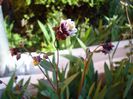 crampeie din gradina (9)