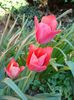 crampeie din gradina (11)