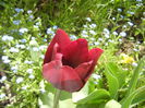 Tulipa Negrita (2015, April 17)