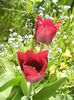 Tulipa Negrita (2015, April 17)