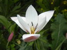 Tulipa Peppermint Stick (2015, April 18)
