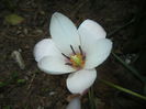 Tulipa Peppermint Stick (2015, April 18)