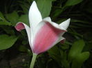Tulipa Peppermint Stick (2015, April 18)