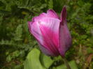 Tulipa Purple Flag (2015, April 18)