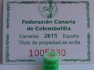 fcc canaria espana 2015 comby