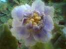 Goluboi Tuman