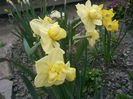 Yellow Cheerfulness