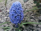 Muscari Fantasy Creation