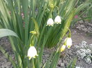 Leucojum Aestivum