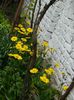 DSCN4554