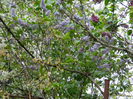 DSCN4574
