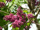 DSCN4594