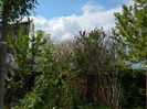 DSCN4605
