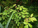 DSCN4674