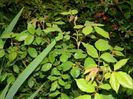 DSCN4676