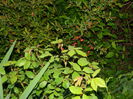 DSCN4677