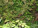 DSCN4678
