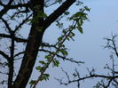 DSCN4690