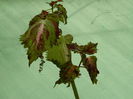 DSCN5068