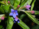 DSCN5306