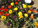 DSCF6485