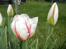 Tulipa Happy Generation (2015, April 18)