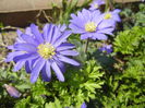 Anemone Blue Shades (2015, April 17)