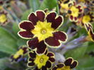 Primula elatior Gold Lace (2015, Apr.11)