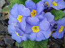 Blue Primula (2015, April 11)