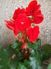 Begonia elatior rosie