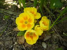 Yellow Primula (2015, April 13)