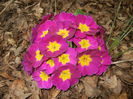 Primula (2015, April 18)