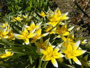 tulipa tarda